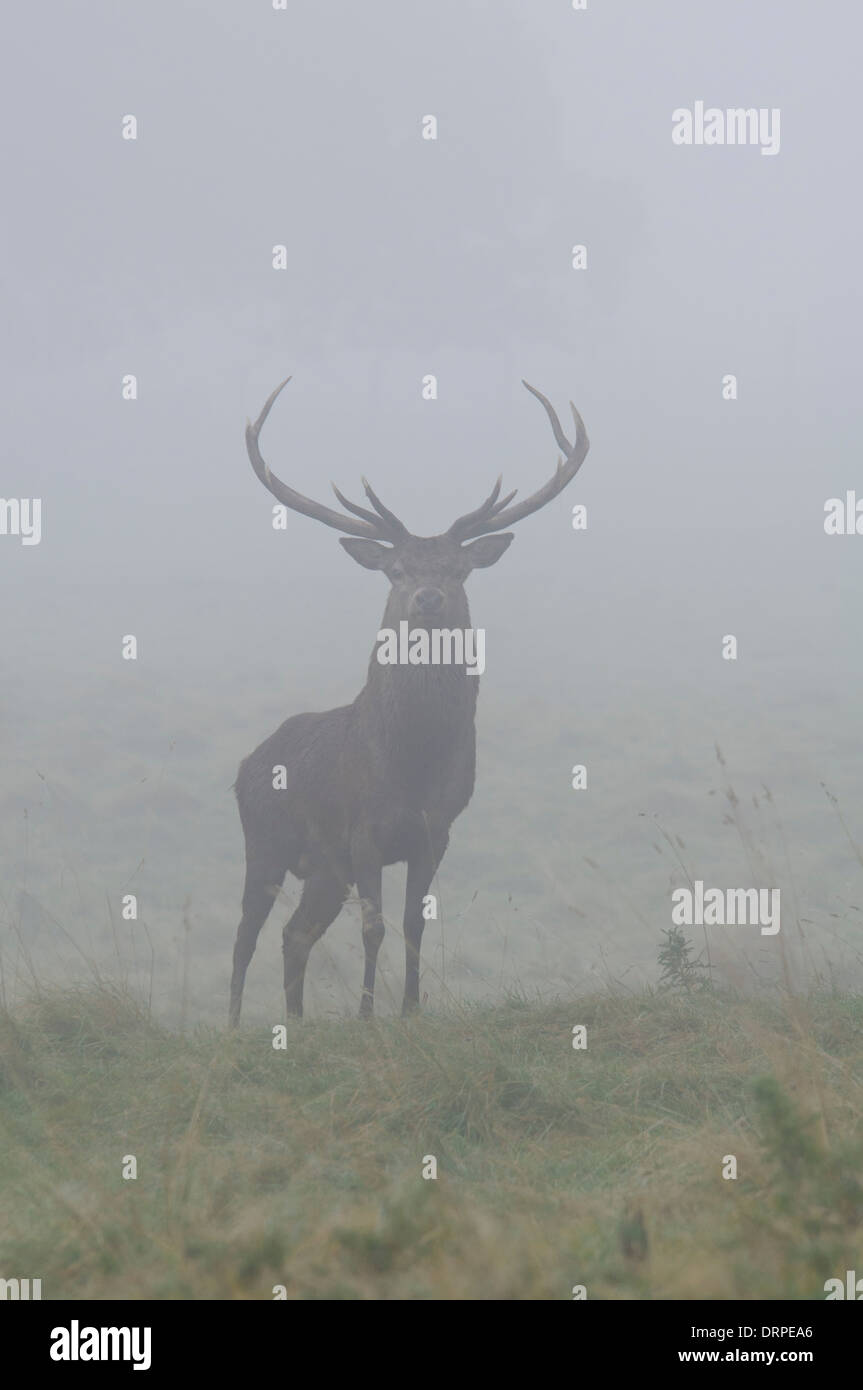 Red Deer (Cervus elaphus) stag in grassland on a misty morning near Ripon, North Yorkshire. October. Stock Photo