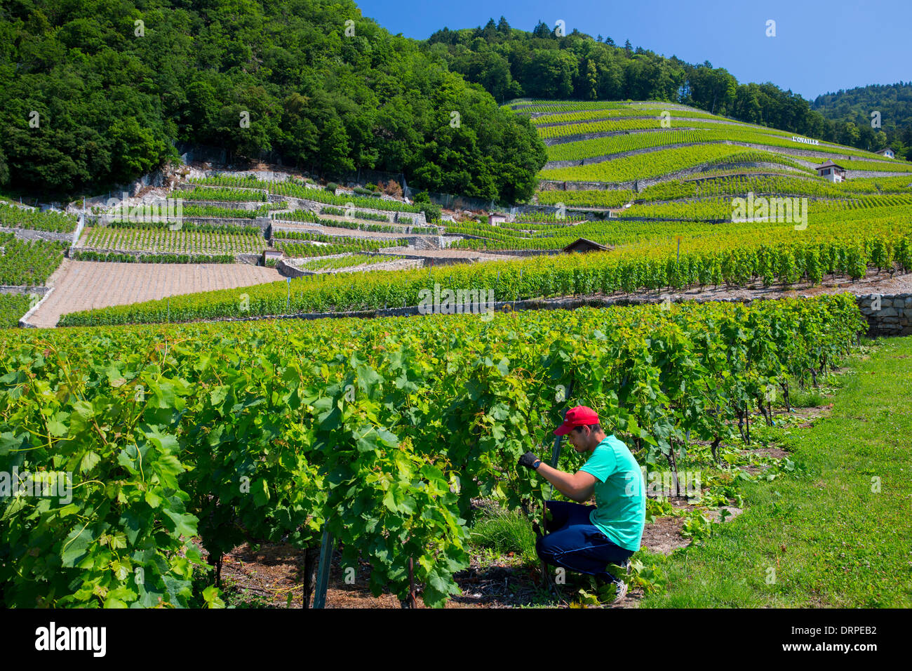 Worker trimming Chablais vines at wine estate, Clos du Rocher, at Yvorne in the Chablais region of Switzerland Stock Photo