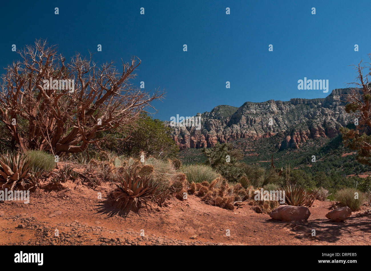 Red Rock State Park, Sedona , Arizona, red rocks, agave, opunita Stock Photo