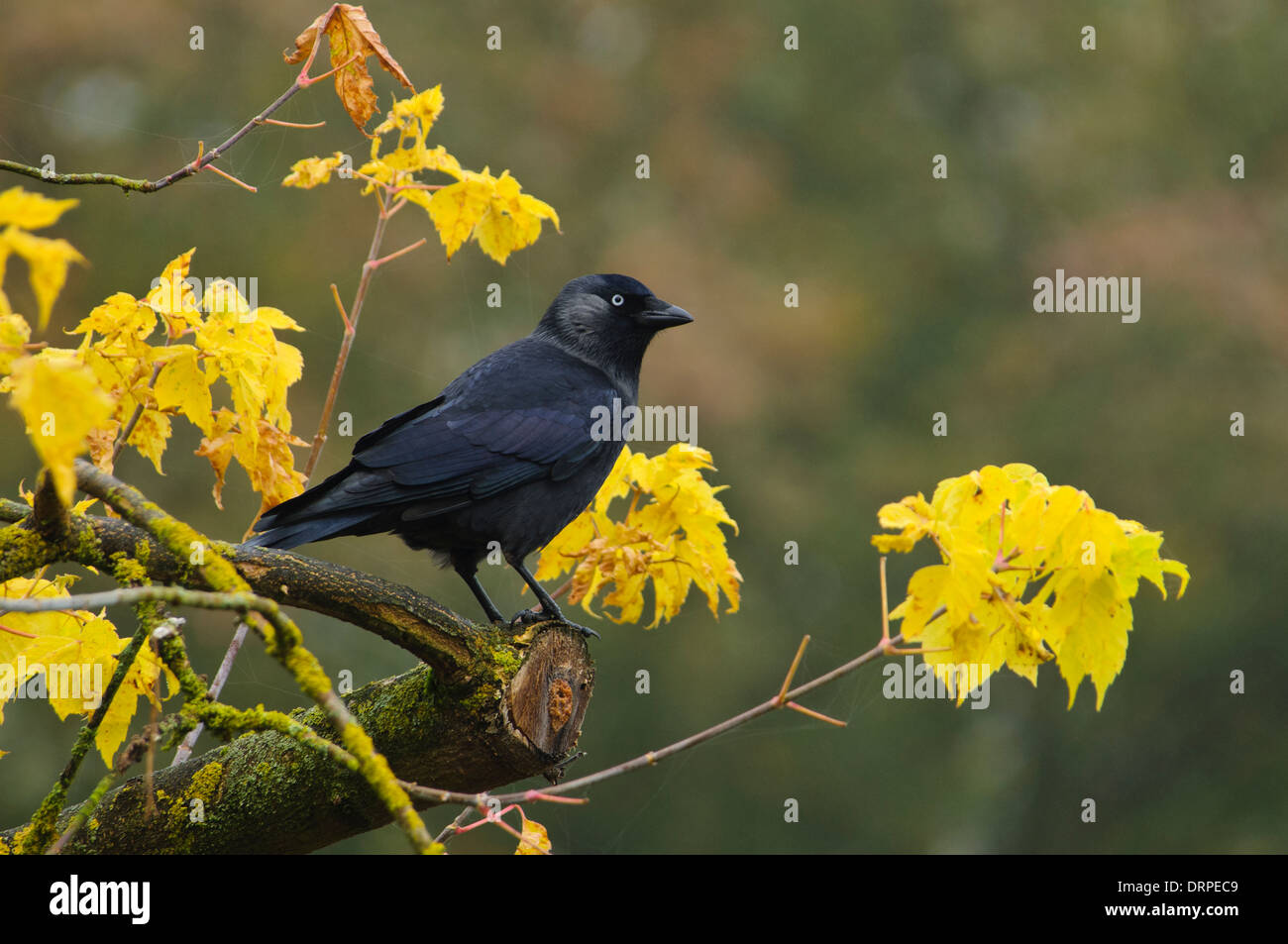 Jackdaw (Corvus monedula) perched on a cut branch surrounded by yellow autumn leaves, near Ripon, North Yorkshire. October. Stock Photo