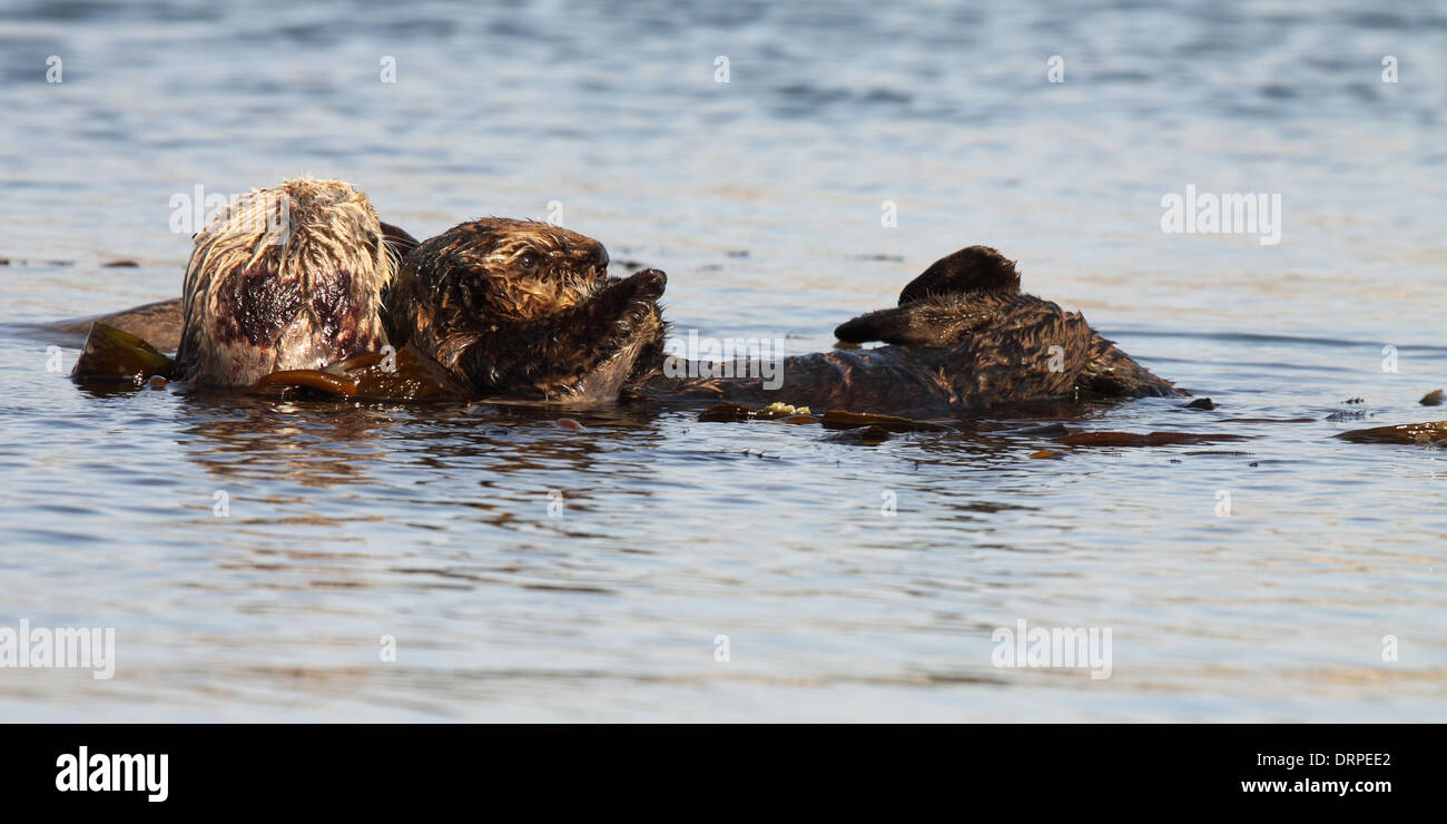 A mother Sea Otter holding her baby while floating in the Pacific Ocean. Stock Photo