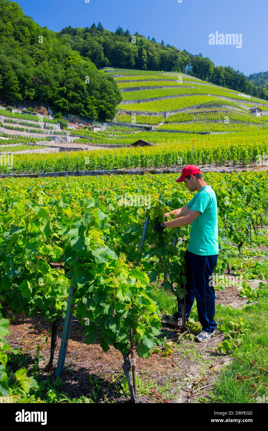 Worker trimming Chablais vines at wine estate, Clos du Rocher, at Yvorne in the Chablais region of Switzerland Stock Photo