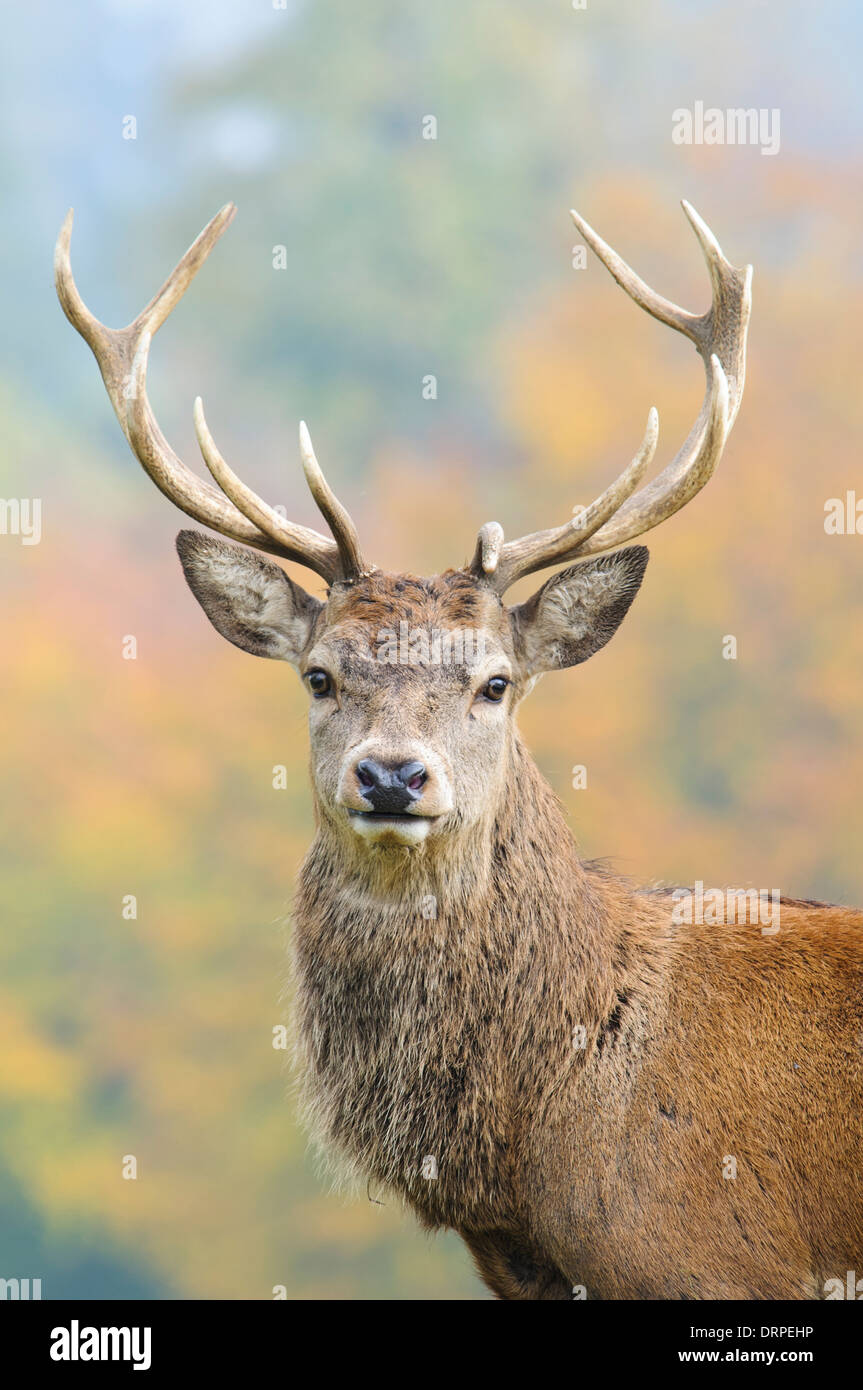 Red Deer (Cervus elaphus) stag with asymetric antlers on the edge of woodland near Ripon, North Yorkshire. October. Stock Photo