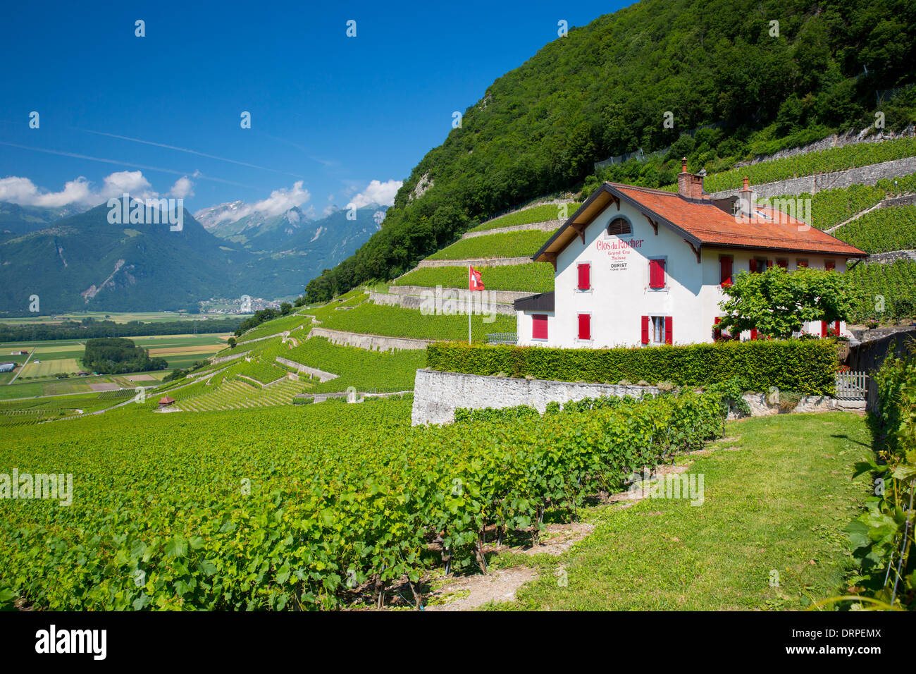 Chablais vines at wine estate, Clos du Rocher, at Yvorne in the Chablais region of Switzerland Stock Photo
