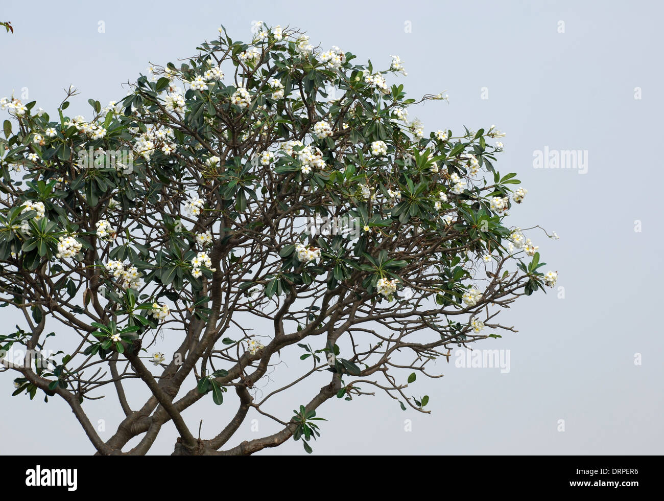 Frangipani Flower Scent of Asian exotic flower Stock Photo Alamy