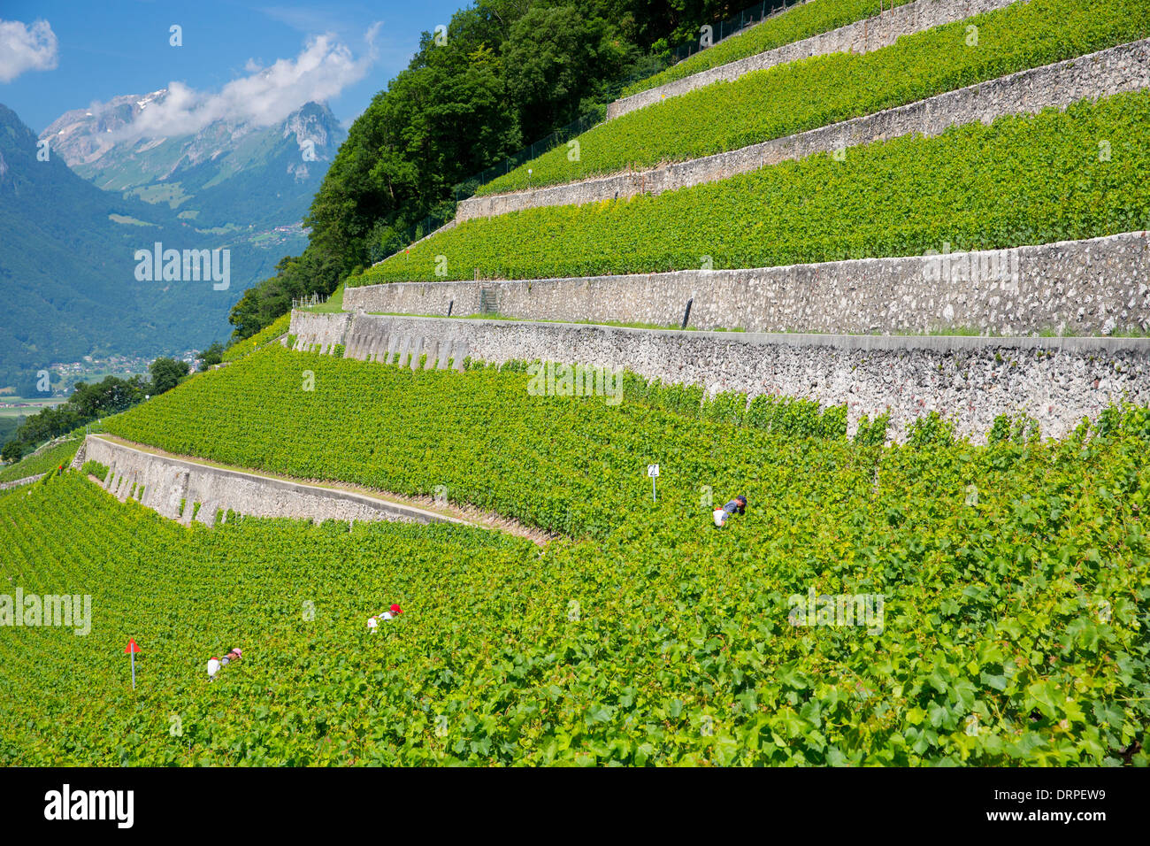 Workers spraying Chablais vines at wine estate, Clos du Rocher, at Yvorne in the Chablais region of Switzerland Stock Photo