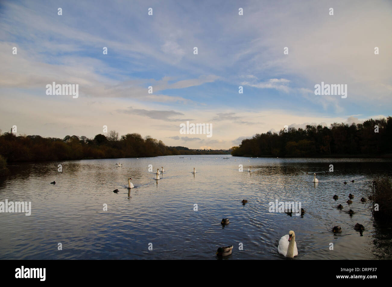 A view of Main Bay at RSPB Fairburn Ings with mallards (Anas platyrhynchos) and mute swans (Cygnus olor). Stock Photo