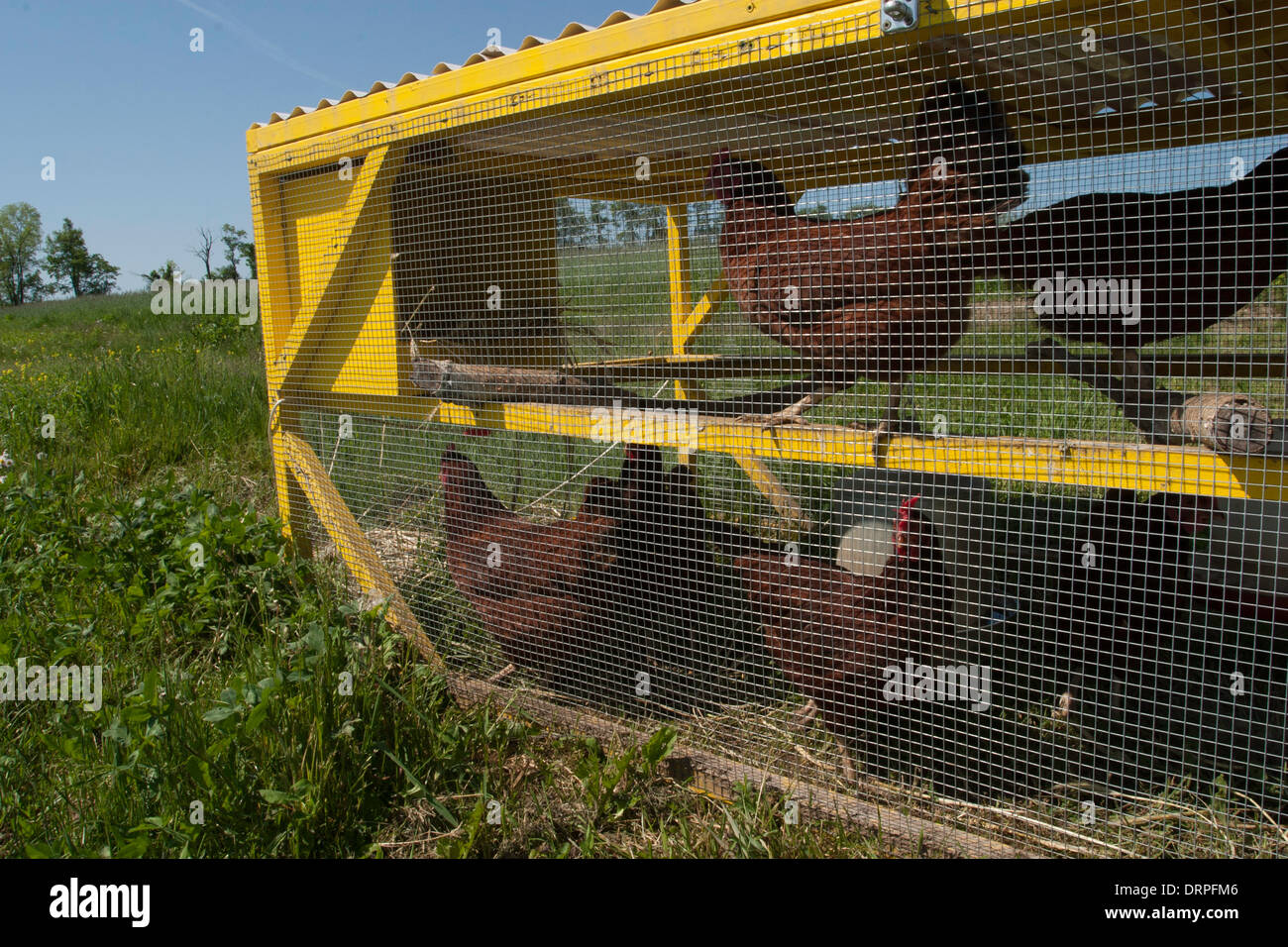 A movable pen, called a chicken tractor, makes it easy to change the location of the chickens