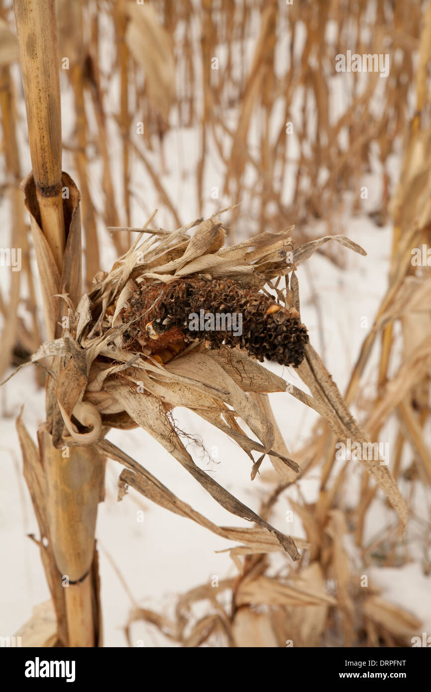 A field of corn is still standing in the winter snow in the Massachusetts Berkshires. Stock Photo