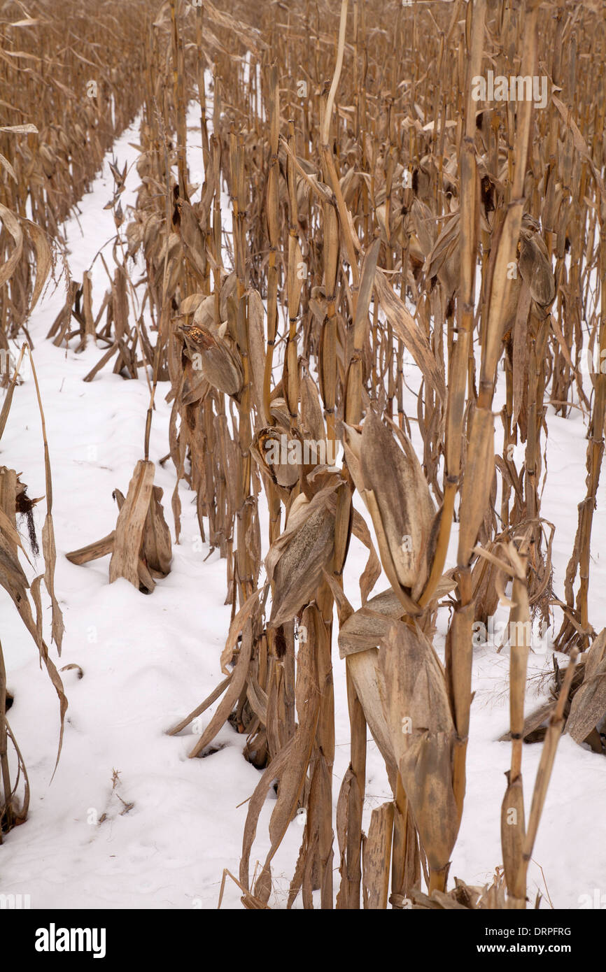 A field of corn is still standing in the winter snow in the Massachusetts Berkshires. Stock Photo