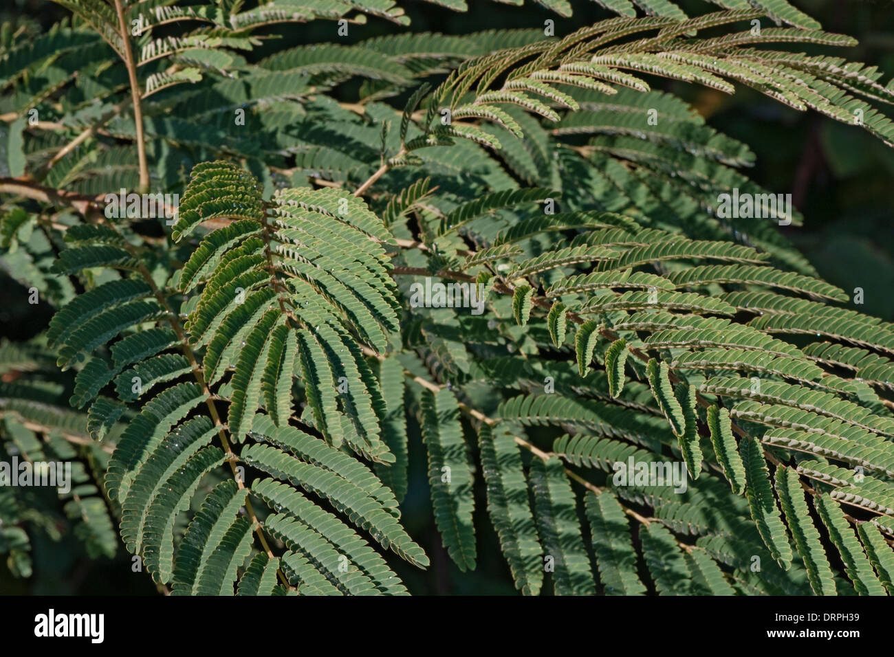 Silktree (Albizia julibrissin) Stock Photo