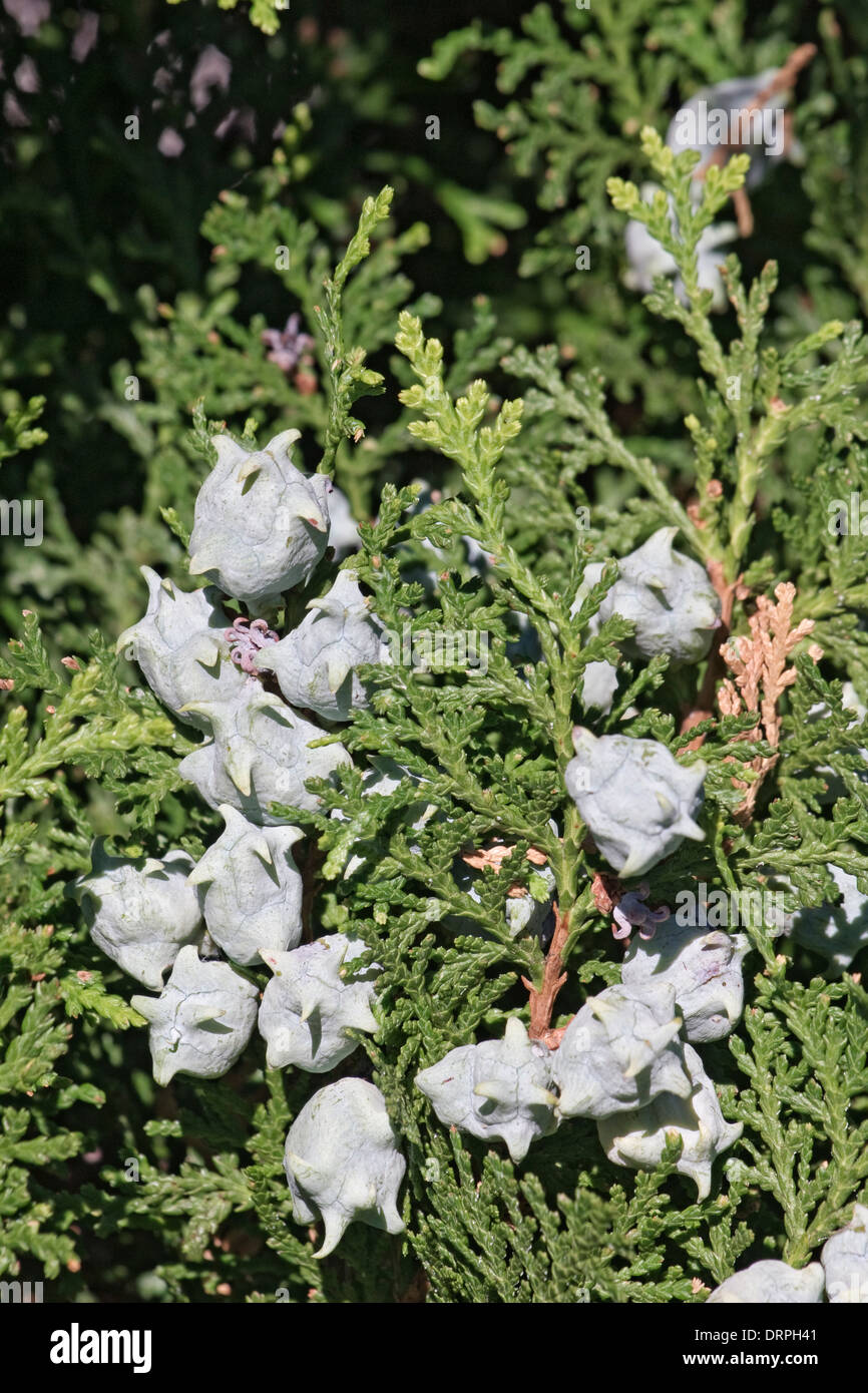Oriental arborvitae (Platycladus orientalis) Stock Photo
