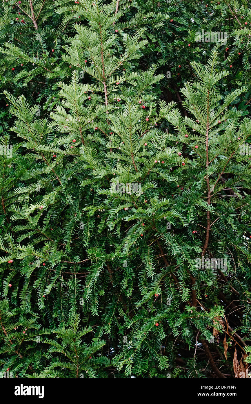 English yew (Taxus baccata). Stock Photo