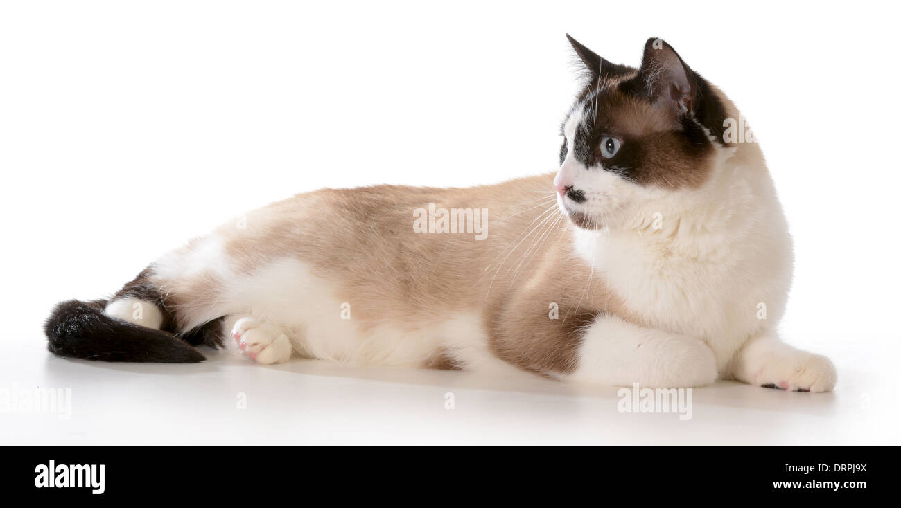 Ragdoll Cat Laying Down Isolated On White Background Stock Photo