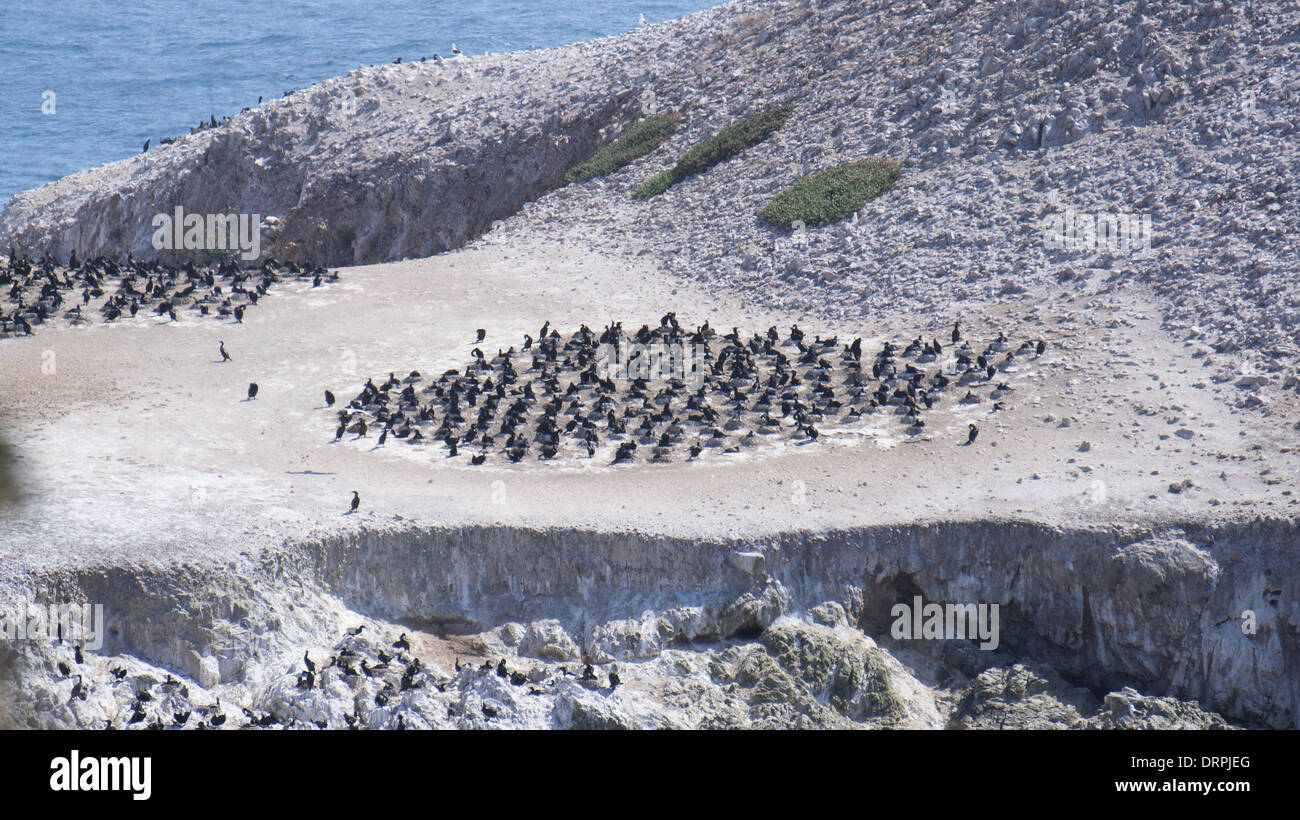 Brandt's Cormorants nesting, Bird Island, Point Lobos, State Park ...