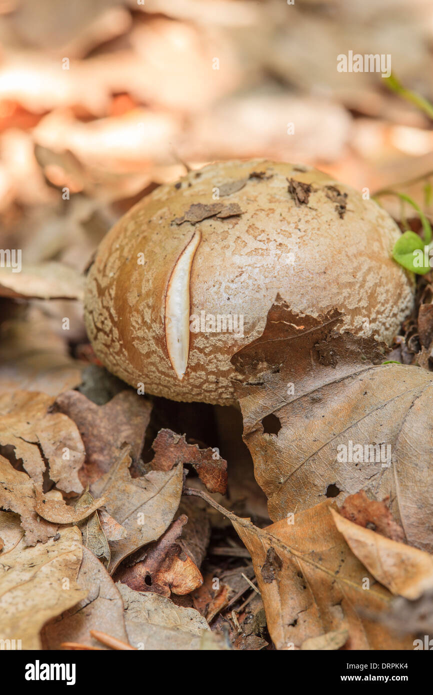 Mushrooms in the Teutoburg Forest Stock Photo