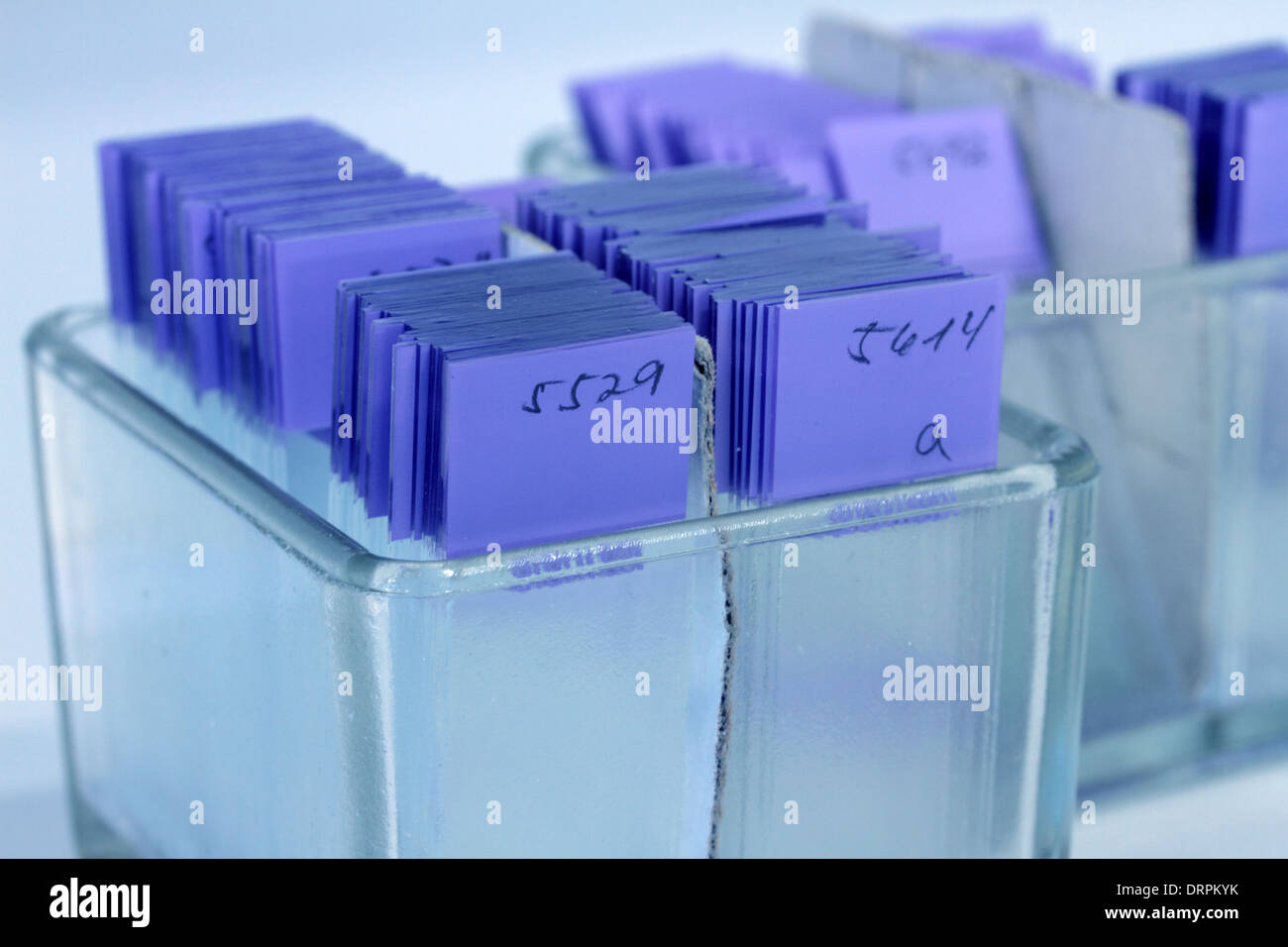 glass slides with histology samples in a histology labor Stock Photo