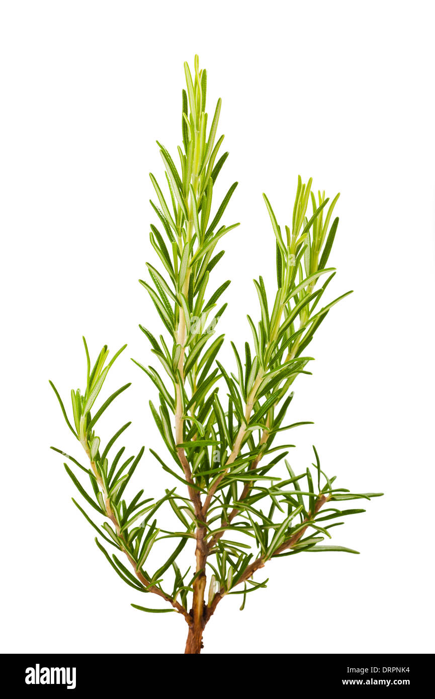 Rosemary sprig isolated on white Stock Photo Alamy