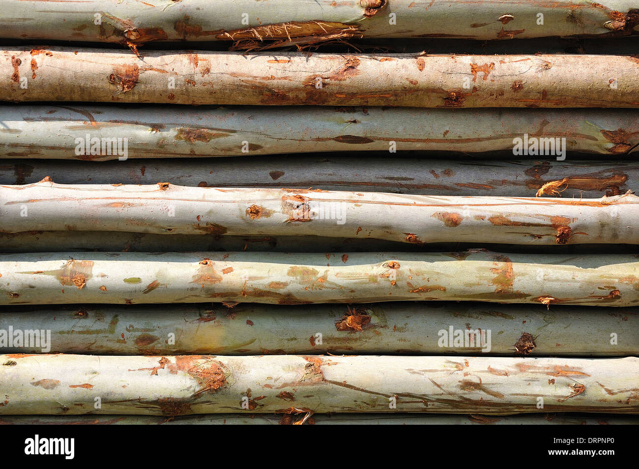 Stack of tree Stock Photo - Alamy