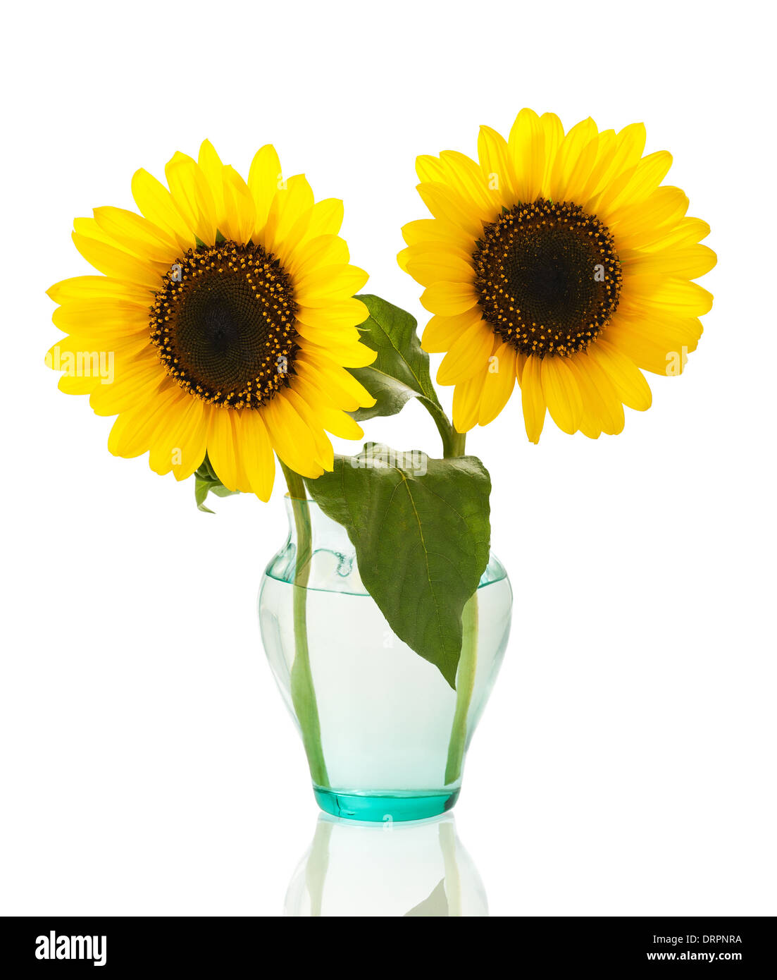 sunflowers in a vase isolated on white background Stock Photo - Alamy