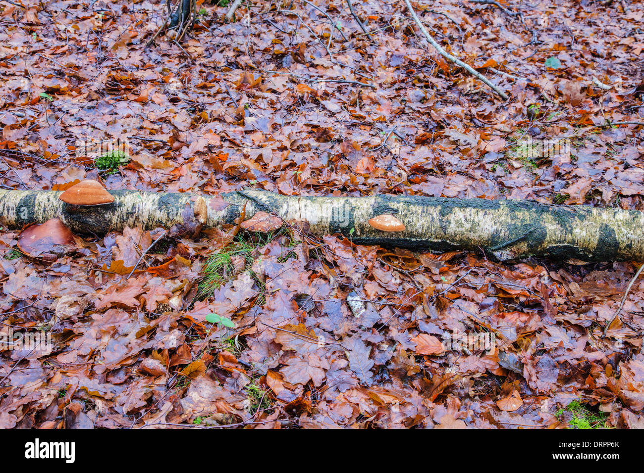Birch tongue mushroom, Piptoporus betulinus Birch on a dead Stock Photo