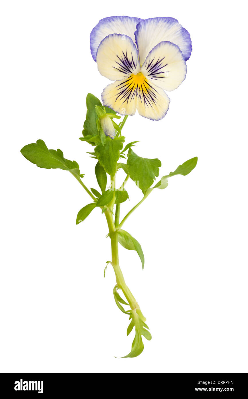Pansy flower isolated on white Stock Photo