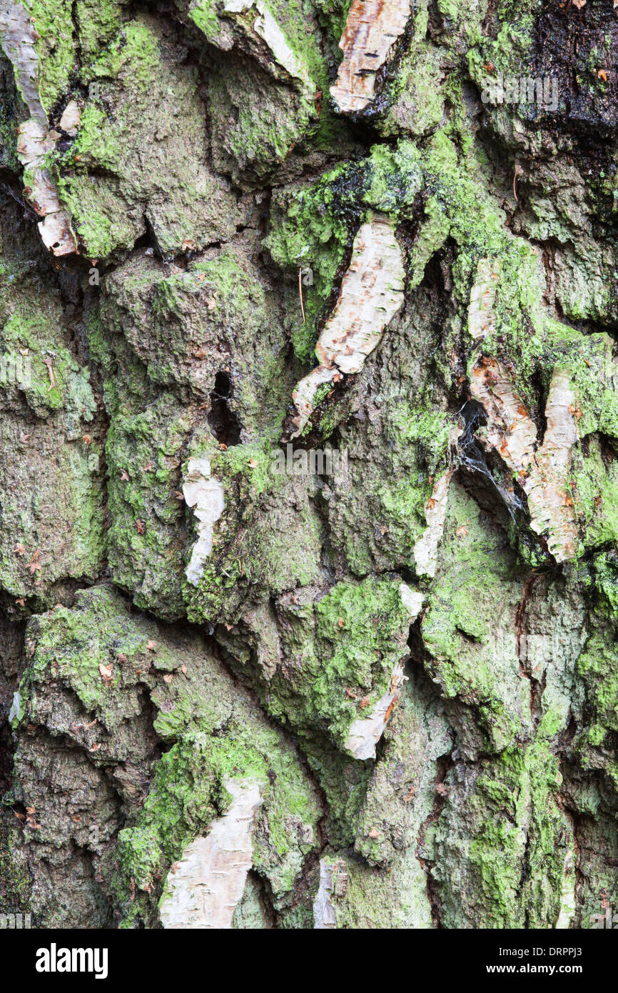 Close-up of a birch bark Stock Photo