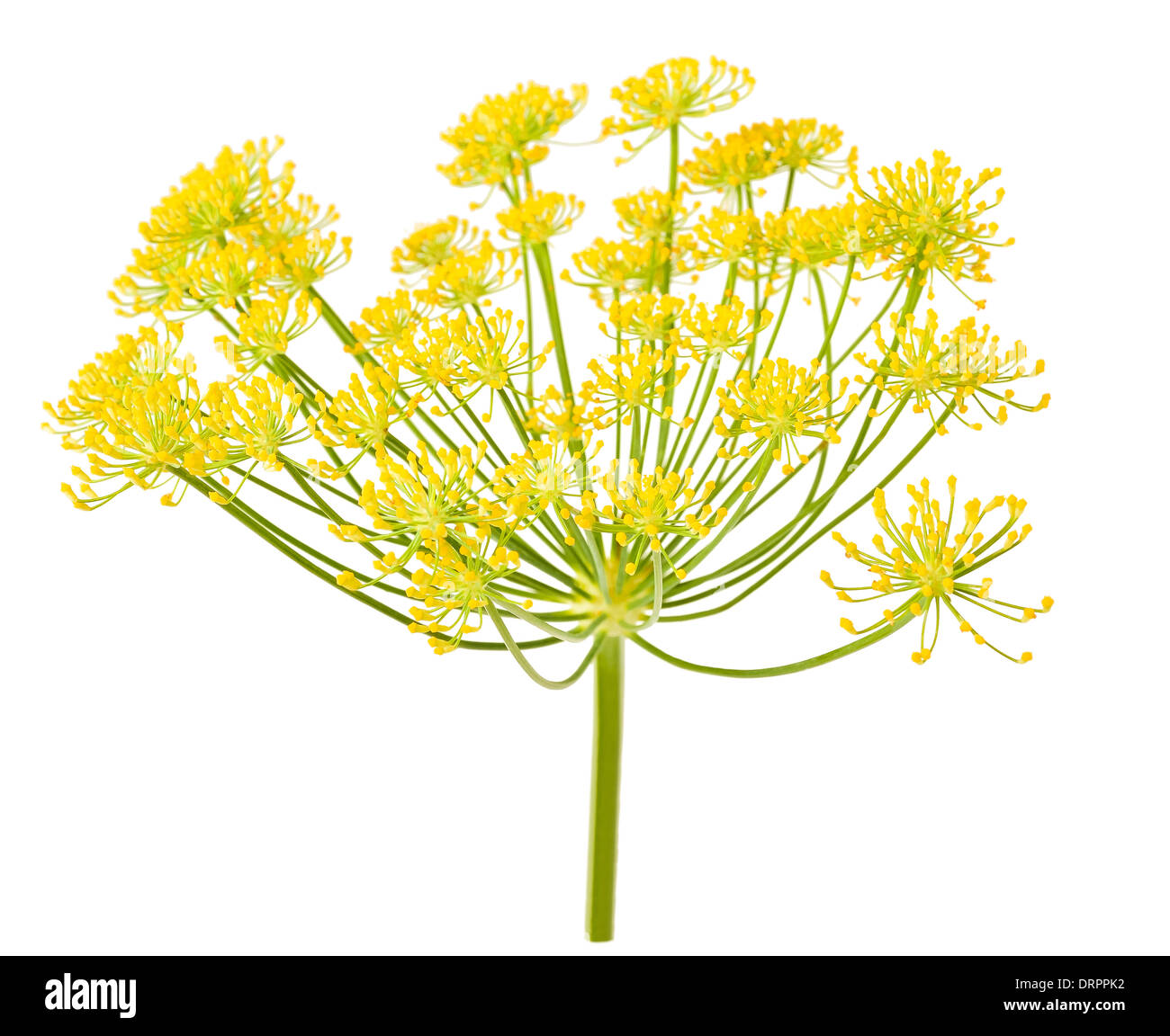Wild fennel flowers isolated on white Stock Photo Alamy