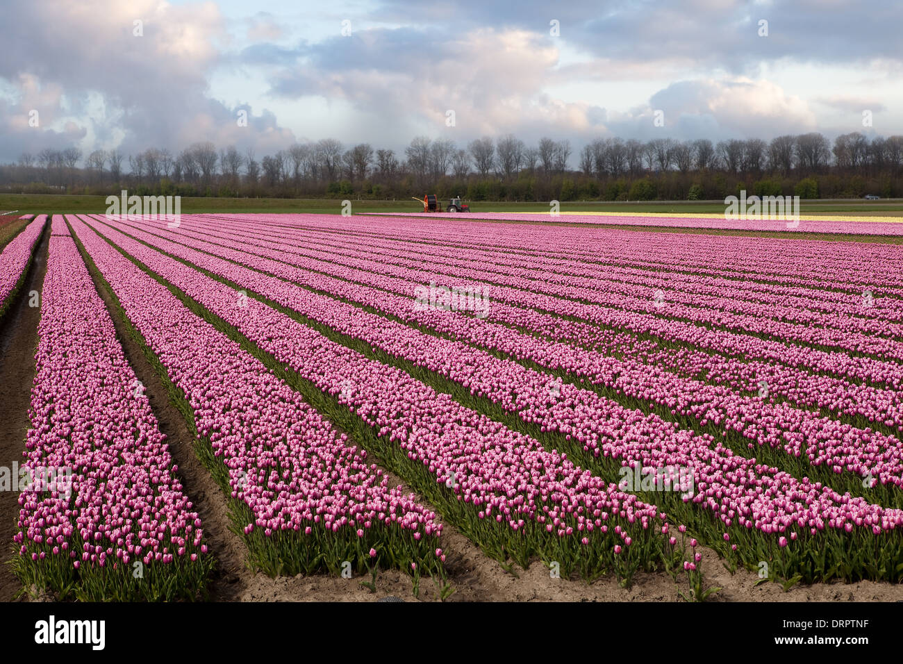 Bulb fields bulbfields hires stock photography and images Alamy