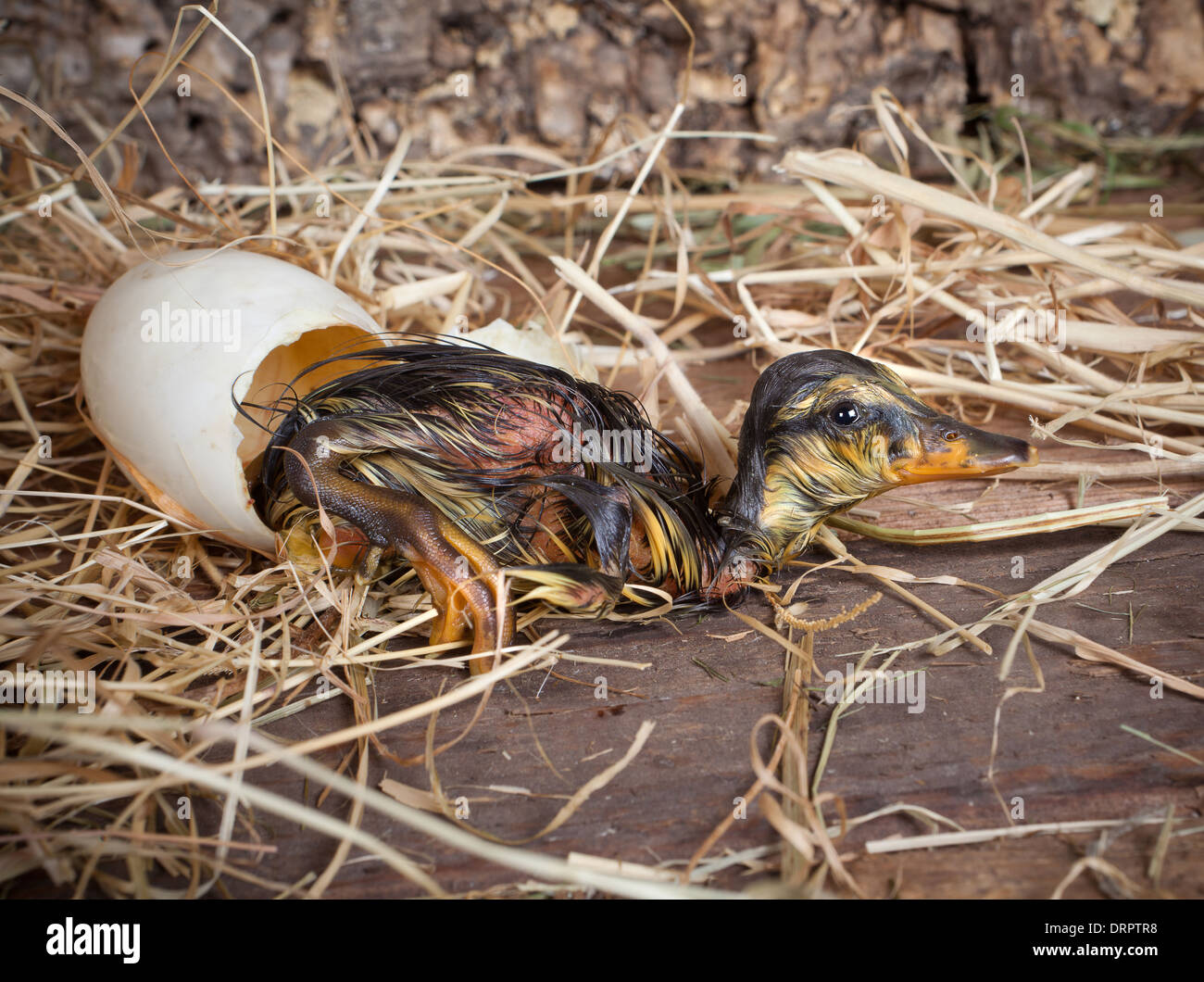 Tired hatchling duck resting beside its egg Stock Photo Alamy