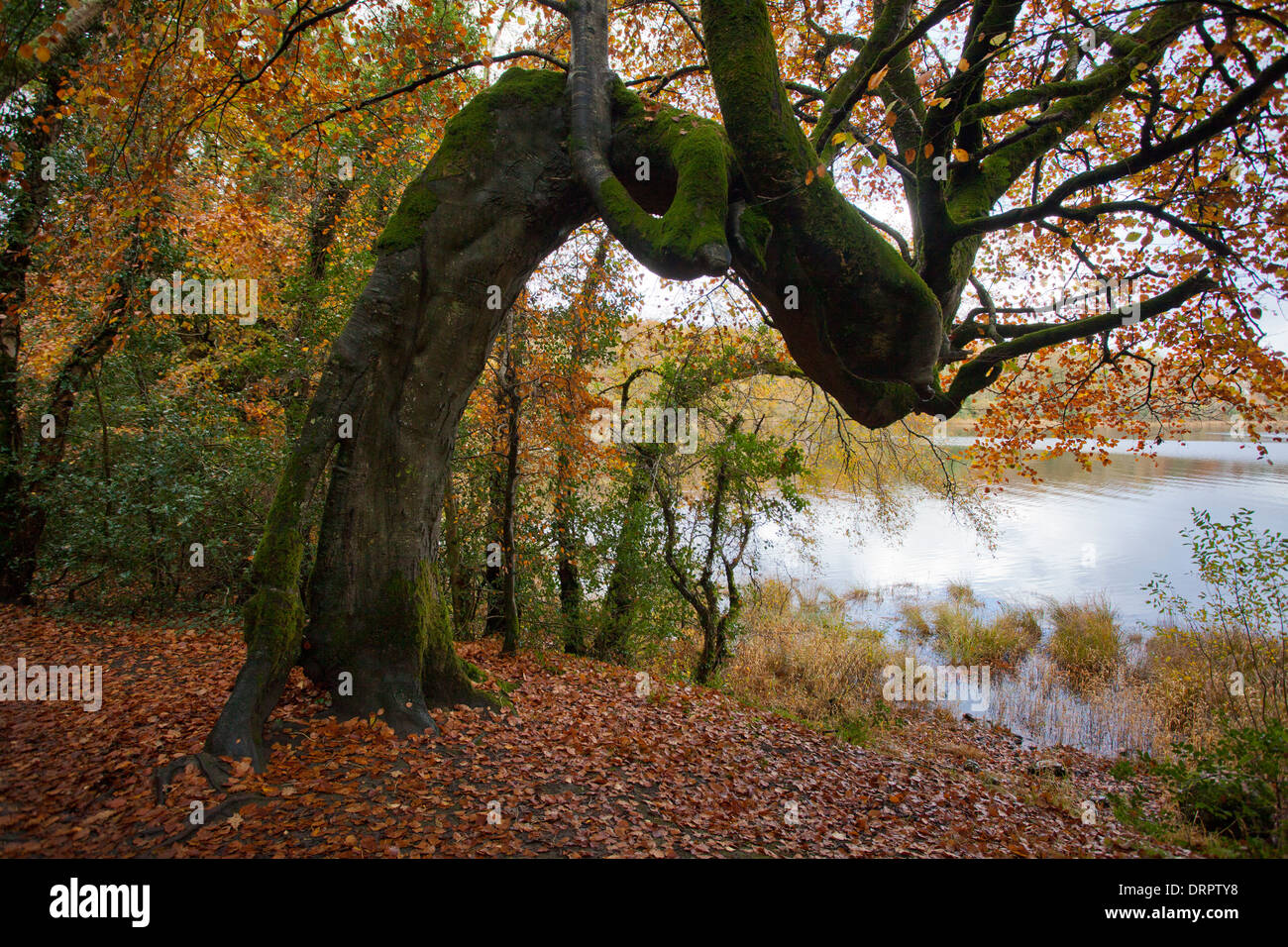 Autumn beech tree on the bank of Lough Gill, Hazelwood, County Sligo, Ireland. Stock Photo