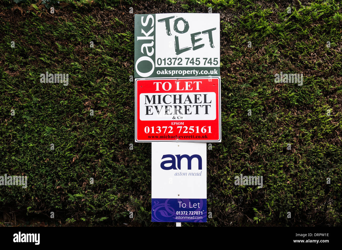 A. house to let sign, with three different local letting agents vying for the business. Epsom, Surrey, England, UK. Stock Photo