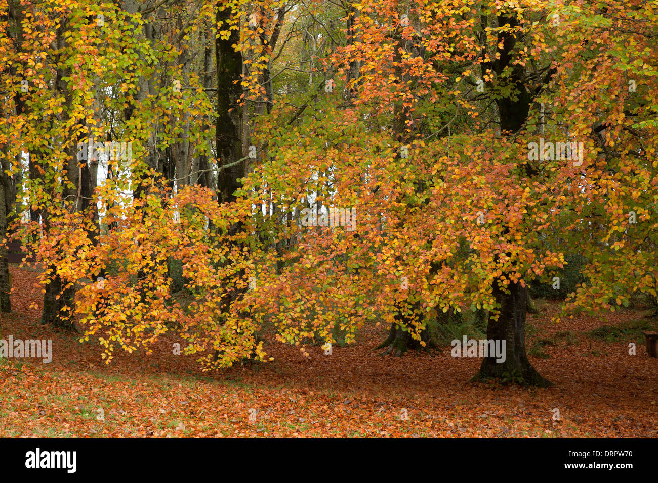 Autumn beech trees in Hazelwood forest, County Sligo, Ireland. Stock Photo