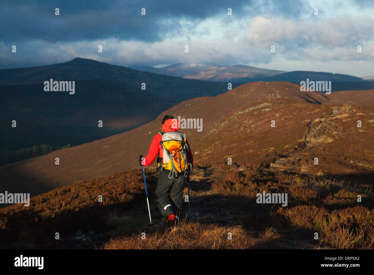 Walker on the Derrybawn ridge, Glendalough, Wicklow Mountains National Park, County Wicklow, Ireland. Stock Photo