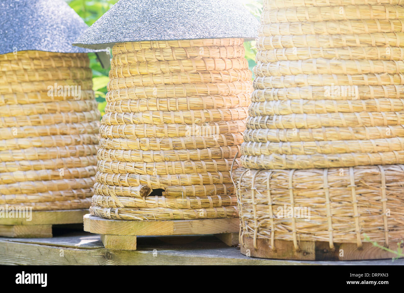 Closeup of beehives in rural setting, Sweden Stock Photo