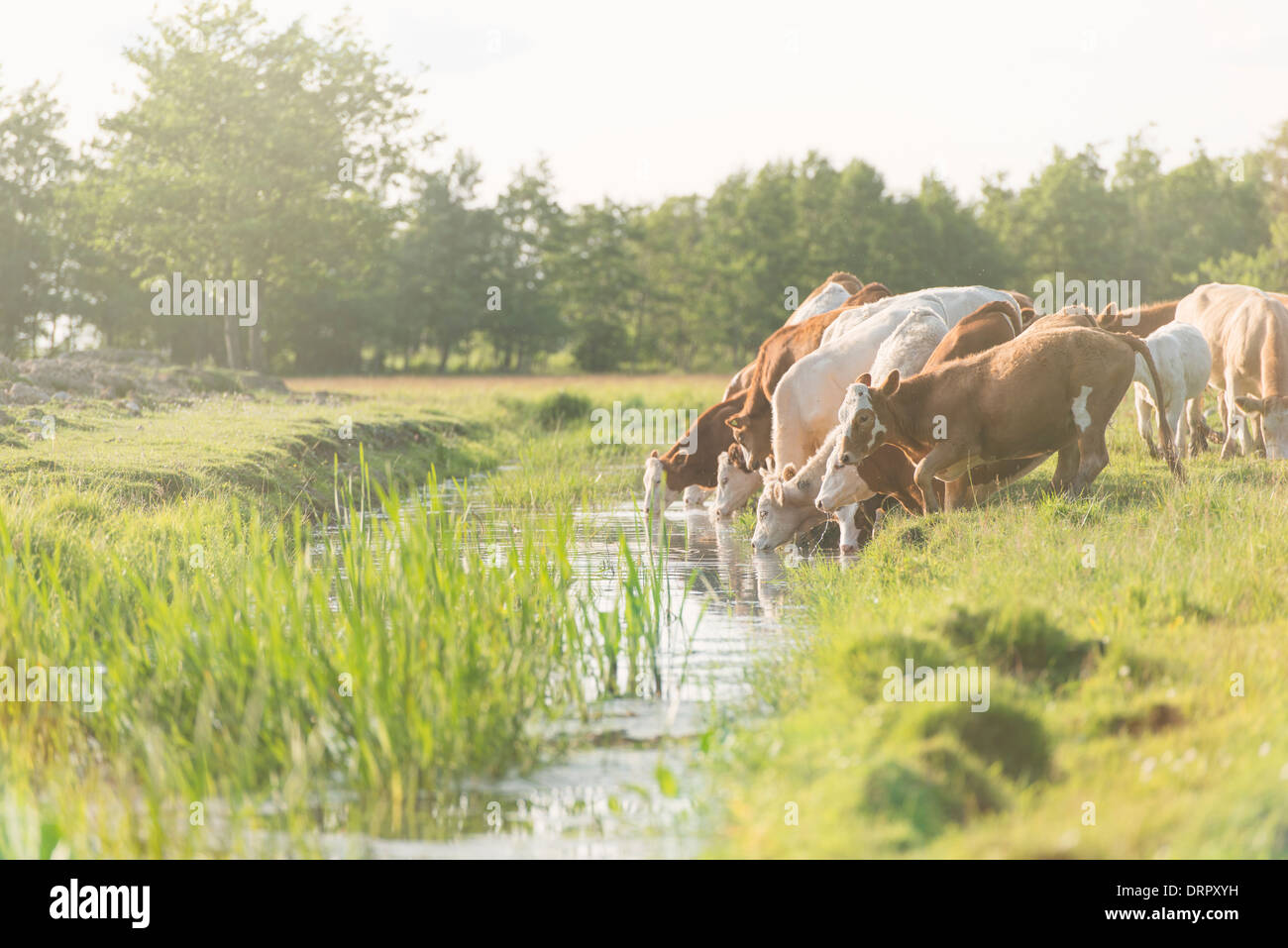 Flock of cows on pasture drinking water from a river, Sweden Stock Photo