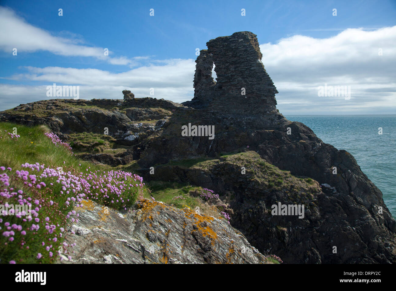 Thrift growing beneath the Black Castle, Wicklow Town, County Wicklow, Ireland. Stock Photo