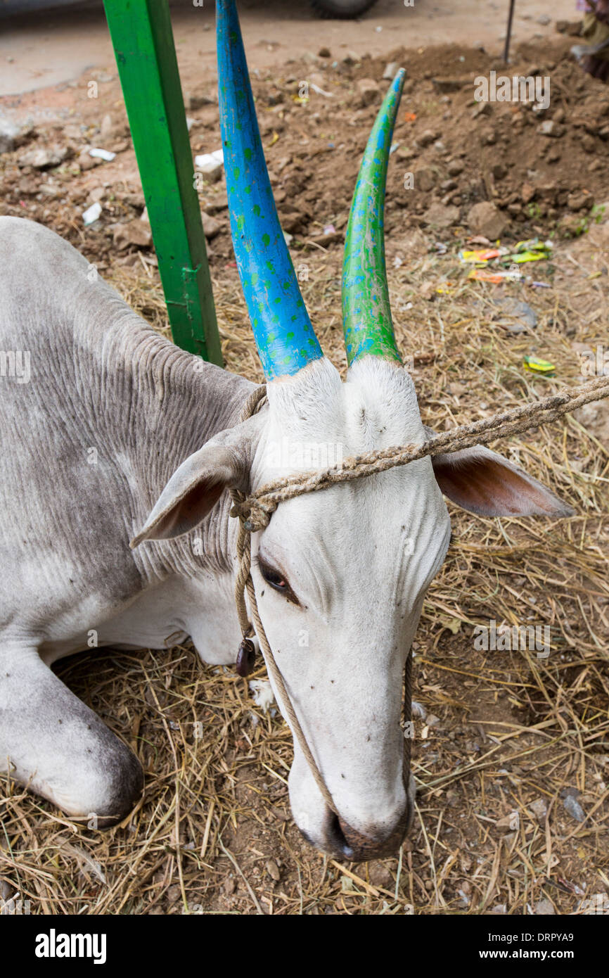 A sacred cow with coloured horns in Mysore, Karnatake, India Stock