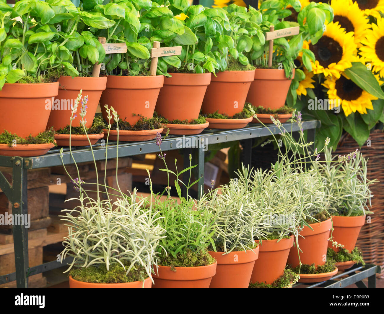 Sunflowers and plant pots Stock Photo Alamy