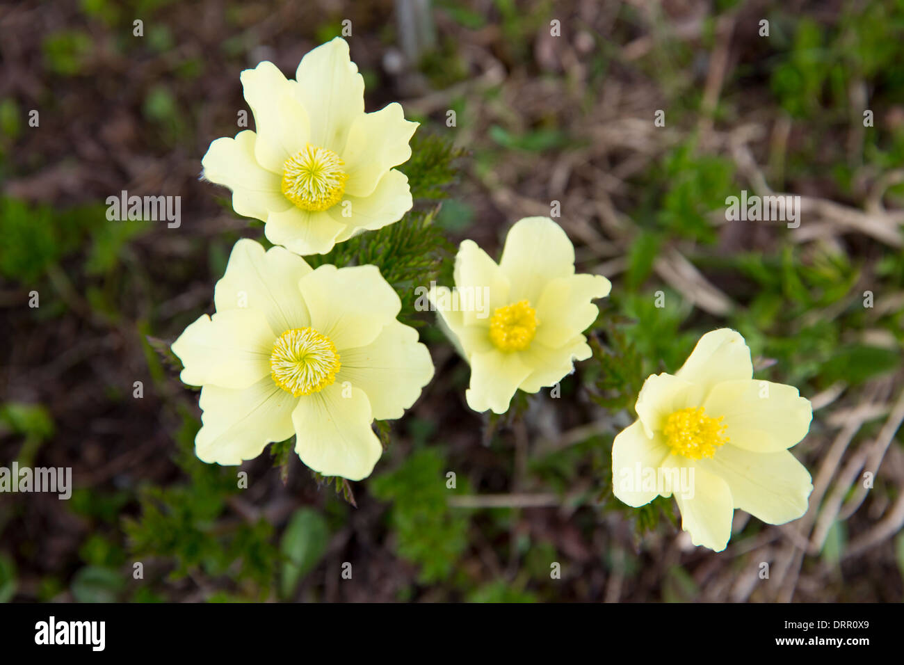 Swiss flowers hires stock photography and images Alamy