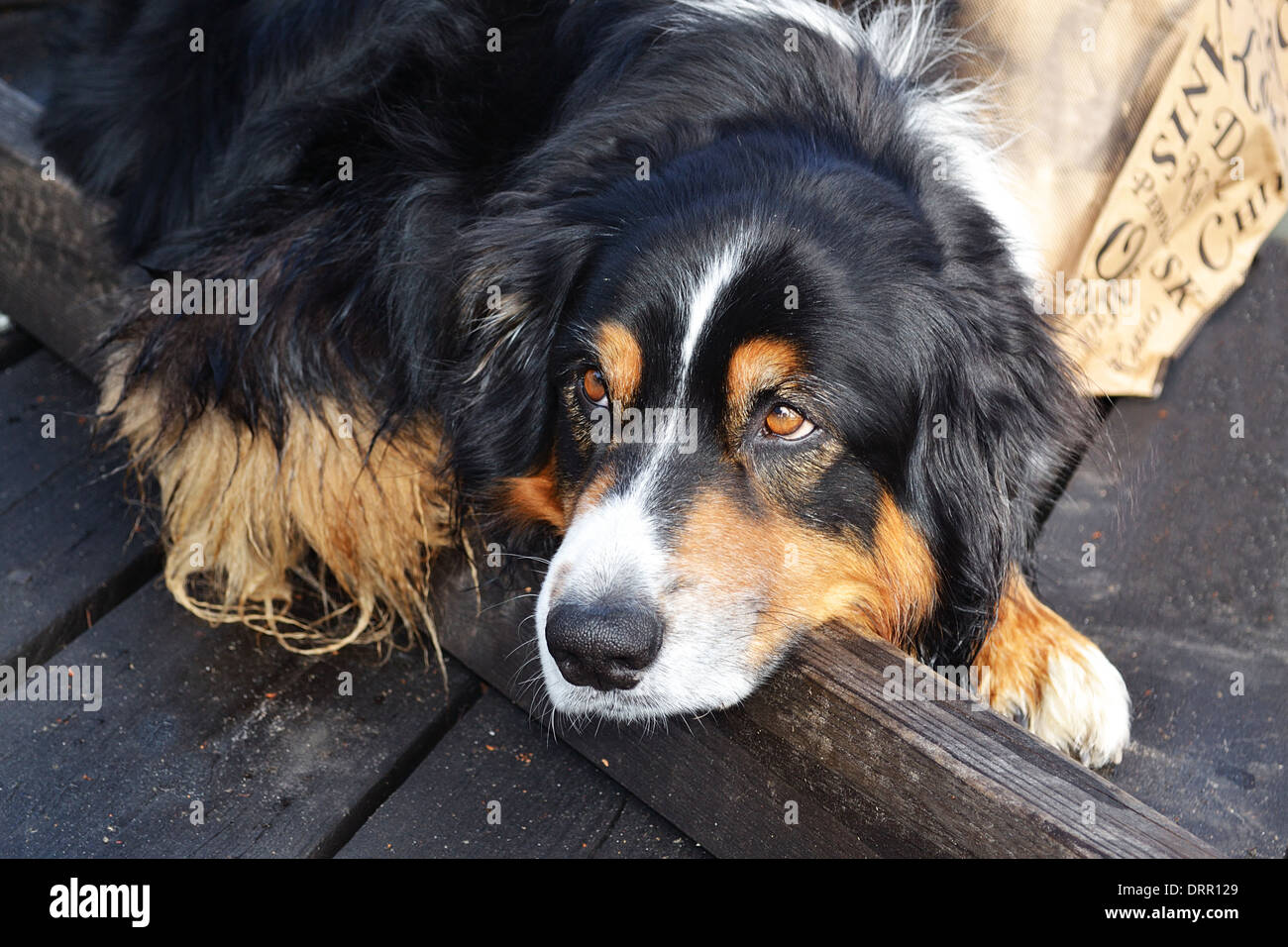 Sad dog Stock Photo