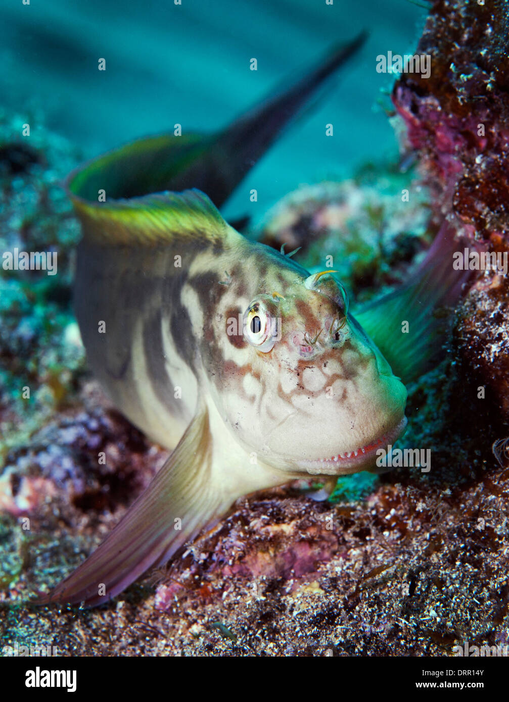 Red Lipped Blenny Lanzarote canary Islands Stock Photo