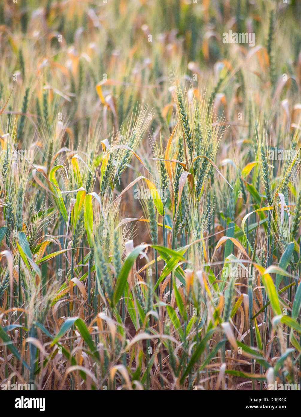 Wheat growing in a field in warm afternoon light, near Griffith, NSW, Australia Stock Photo