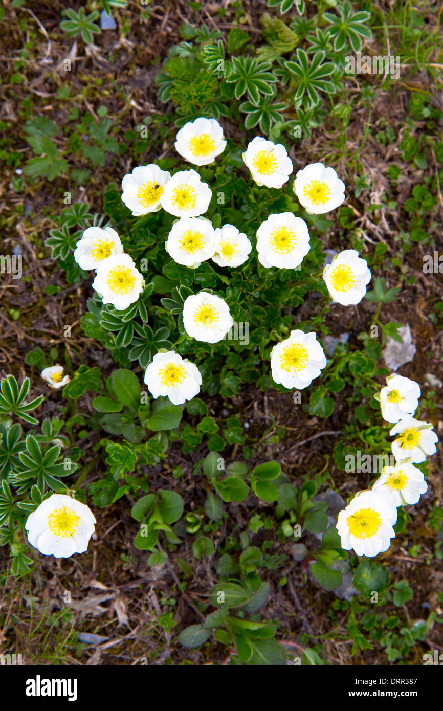 Alpine wildflowers below the Swiss Alps, Switzerland Stock Photo