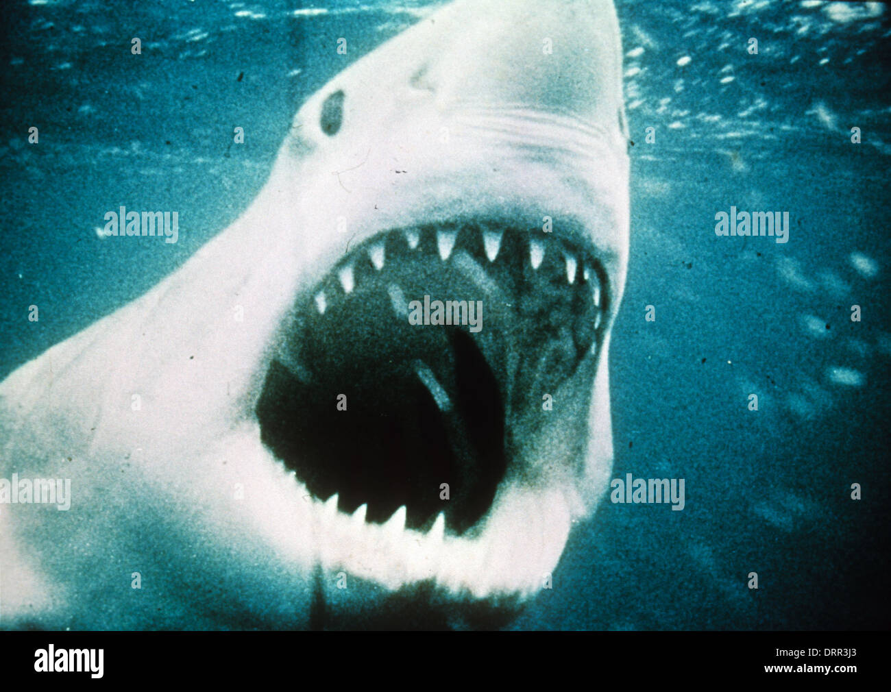 JAWS 1975 Universal Pictures film Stock Photo