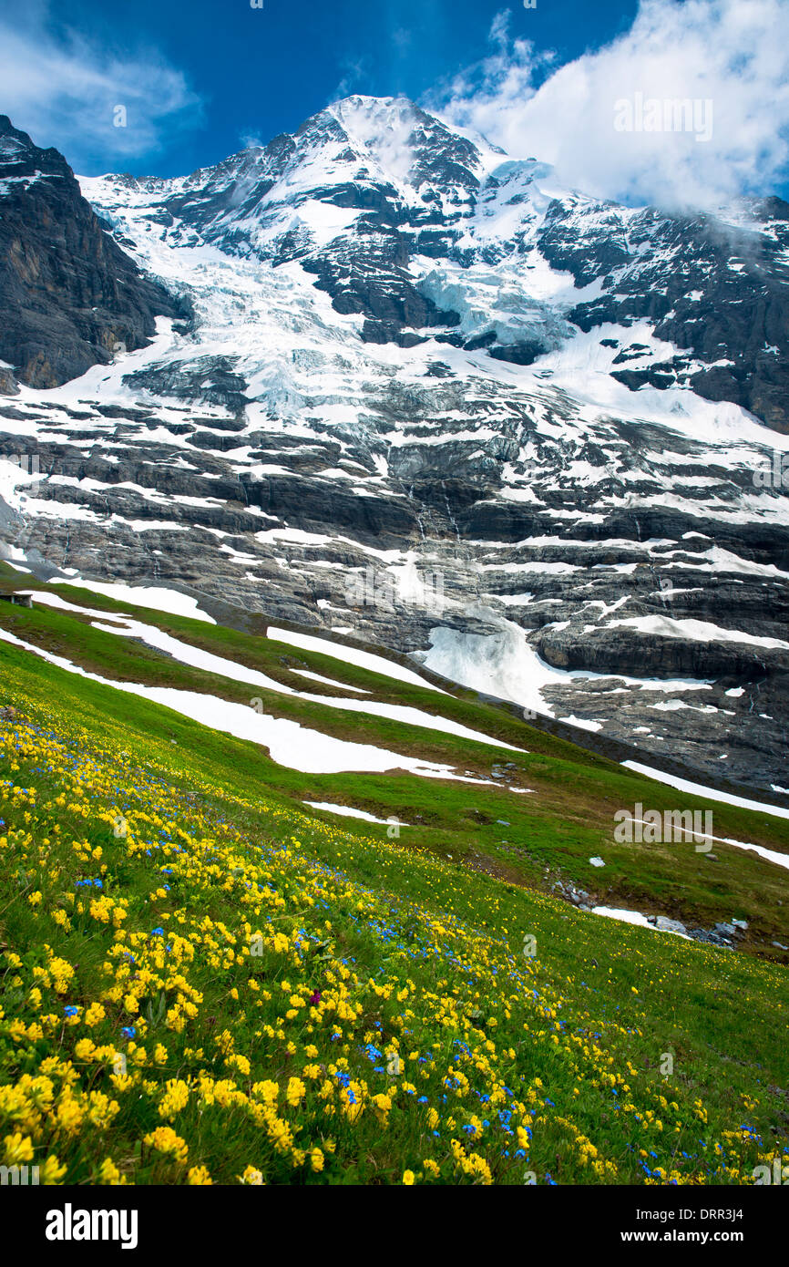 Alpine Wildflower In Swiss Alps High Resolution Stock Photography and