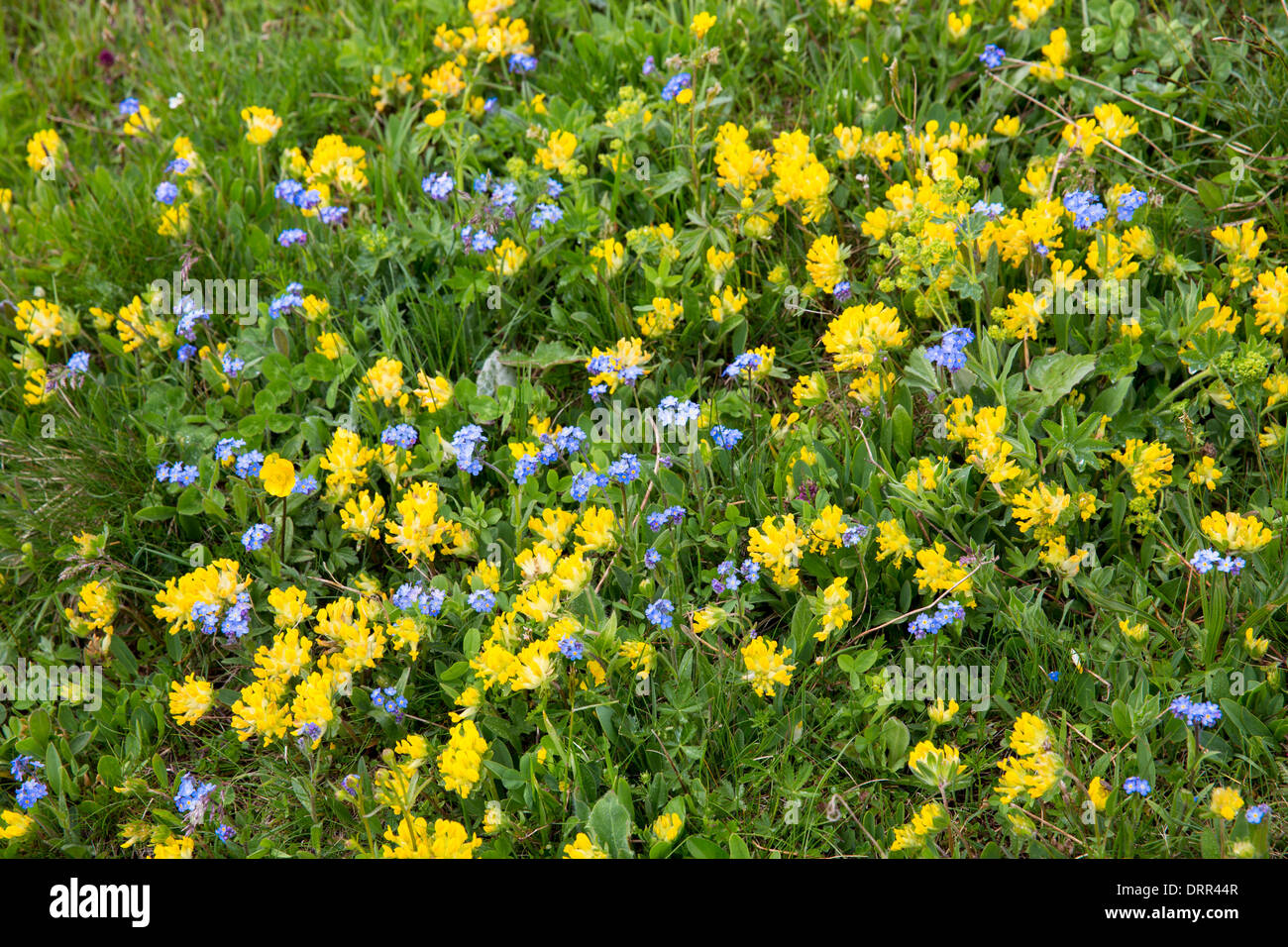 Alpine wildflowers, Forget-Me-Not, Myosotis alpestris, and Mountain Cowslip, Primula auriculata, Swiss Alps meadow, Switzerland Stock Photo