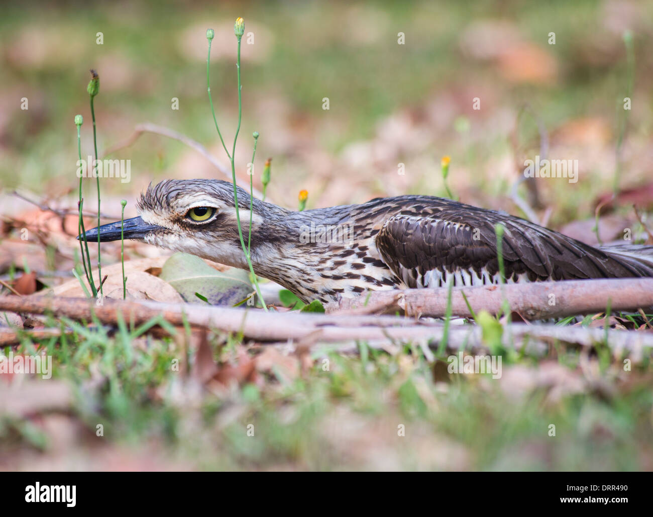 Camouflaged Bush Stone-curlew, Burhinus grallarius, sitting on a nest, Queensland, Australia Stock Photo