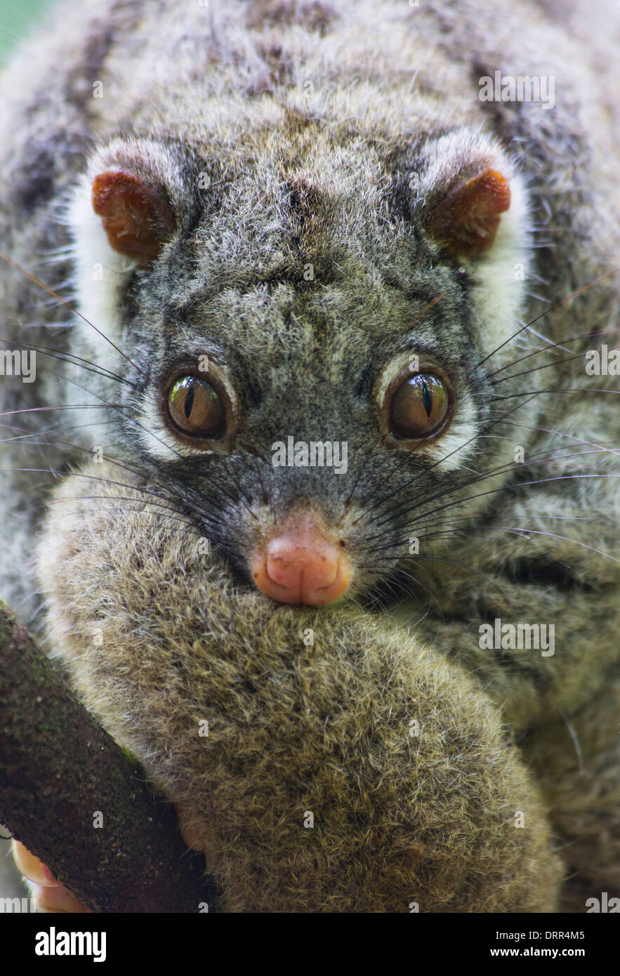 Green ringtail possum hires stock photography and images Alamy