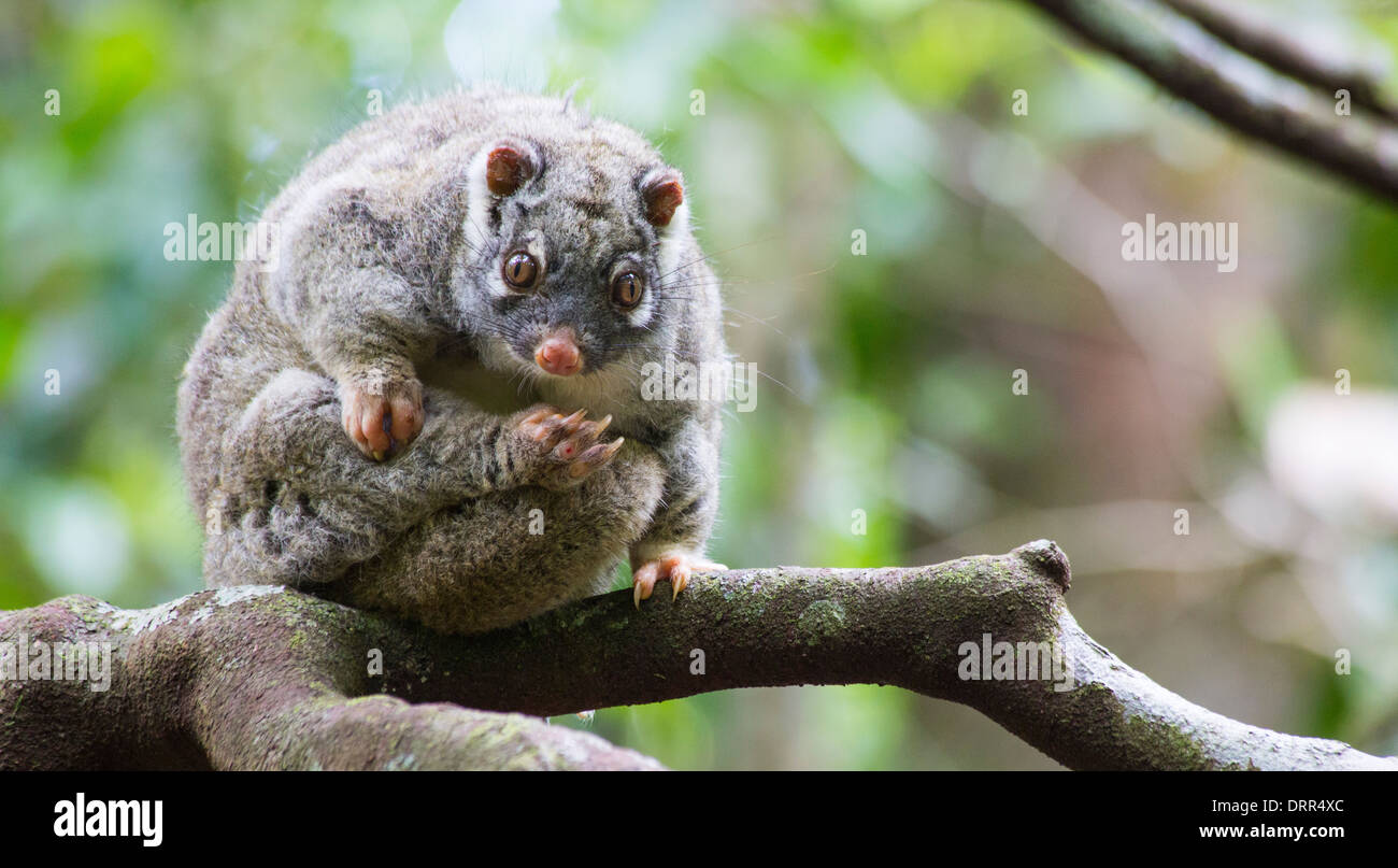 Green Ringtail Possum (Pseudocheirus archeri), Mt Hypipamee National Park, Queensland, Australia Stock Photo